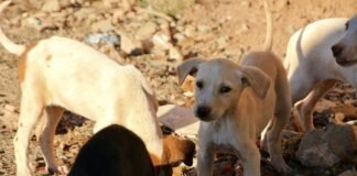 В Запорожье из-за вражеских обстрелов сократят количество ветеринарных услуг для бездомных животных